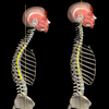 Kyphosis ไอคอน