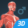 Human body (male) educational VR 3D ไอคอน