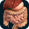Internal Organs in 3D (Anatomy) ไอคอน