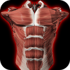 Muscular System 3D (anatomy) ไอคอน