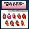 Fetal development stages ไอคอน